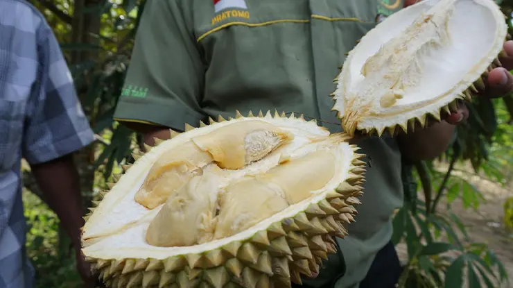 Ciri Ciri Durian Montong