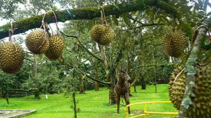 Ciri Ciri Durian Musang King