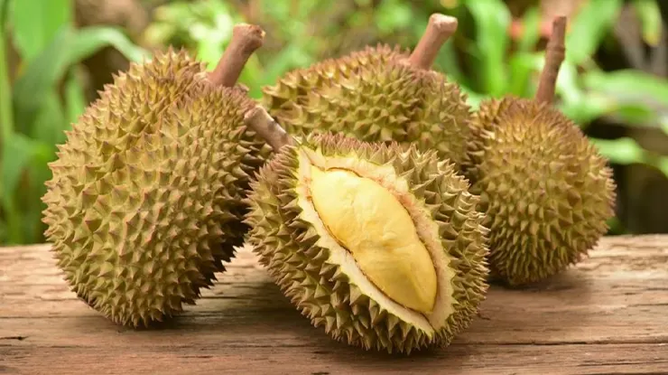Ciri Ciri Durian Sukun