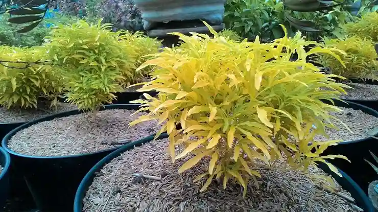 Ciri Ciri Tanaman Brokoli Kuning 1