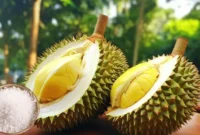 Dosis Garam untuk Tanaman Durian
