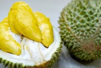 Durian Bokor