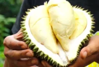 Durian Cumasi