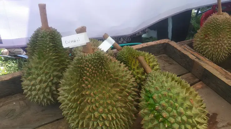 Durian Cumasi