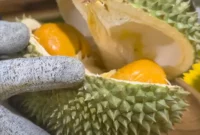 Durian Masmuar, Ciri Ciri, Harga, Keunggulan dan Asal Usul
