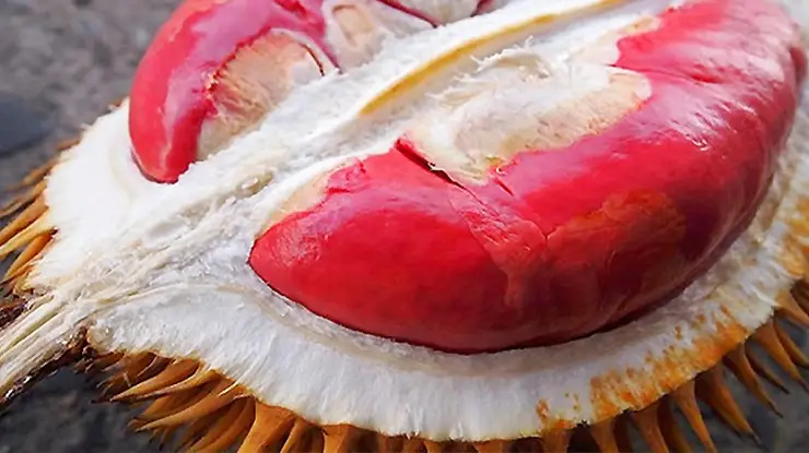 Durian Merah Jenis Durian yang Cocok di Daerah Panas