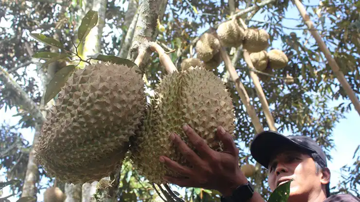Durian Montong Jenis Durian yang Cocok di Daerah Panas