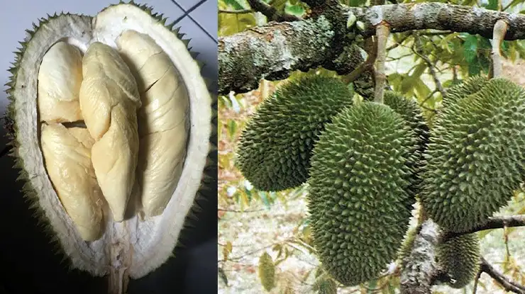 Durian Petruk 1