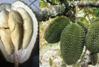 Durian Petruk