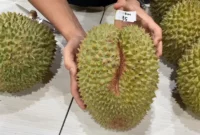 Durian Puang Manee Thailand