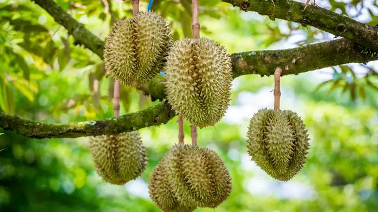 Efek Samping Paclobutrazol untuk Durian