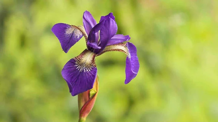 Filosofi dan Arti Bunga Iris