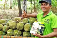 Fungisida Terbaik Untuk Durian