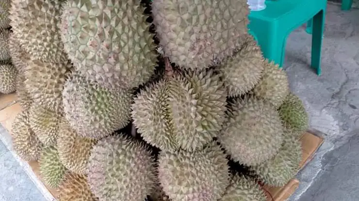 Harga Durian Duri Hitam