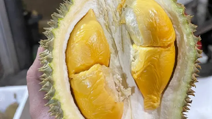 Harga Durian Masmuar