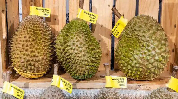 Harga Durian Musang King