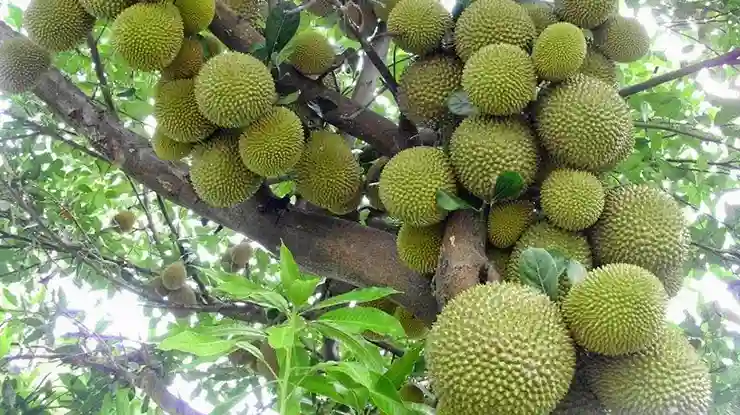 Harga Durian Pelangi