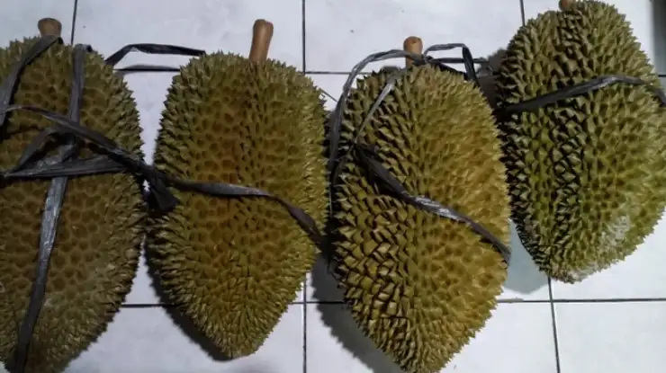 Harga Durian Petruk