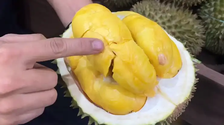 Harga Durian Puang Manee Thailand