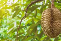 Jenis Durian yang Cocok di Daerah Panas