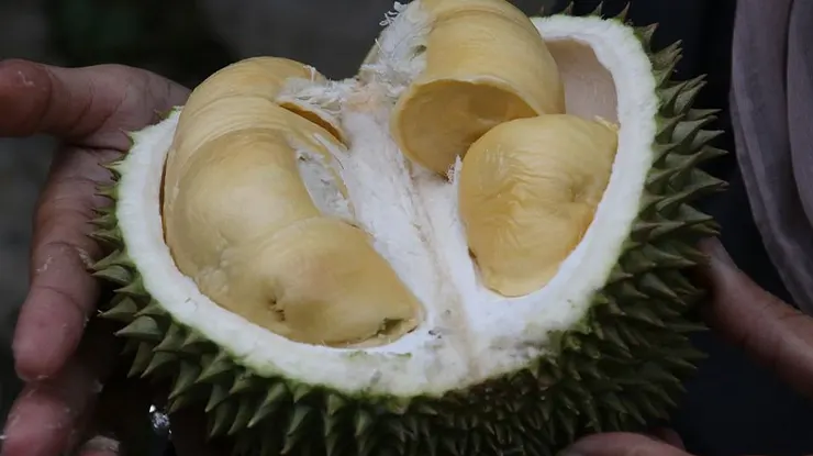 Keunggulan Durian Kanyao