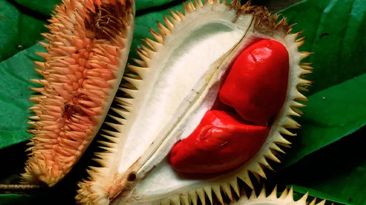 Keunggulan Durian Merah dari Segi Rasa dan Aroma