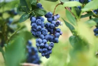 Khasiat Buah Blueberry