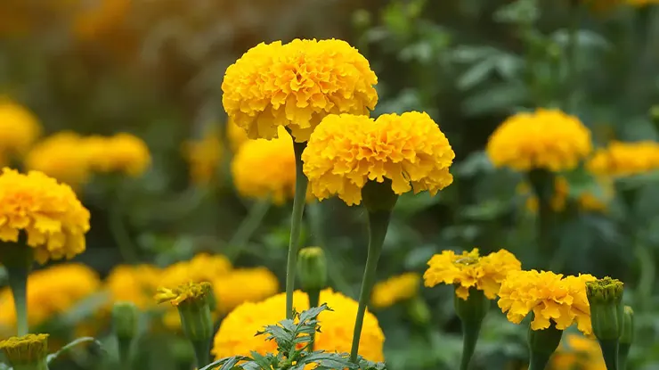 Klafikasi Bunga Marigold