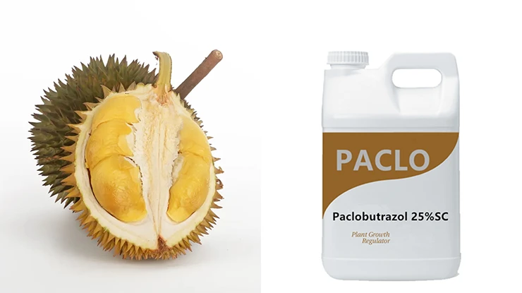 Manfaat Paclobutrazol untuk Durian