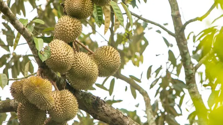 Mengapa Pemupukan Penting Durian yang Sedang Berbunga