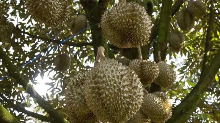 Panen Durian di Pot