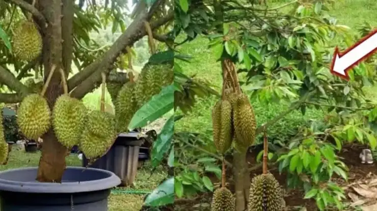 Perawatan Durian di Pot
