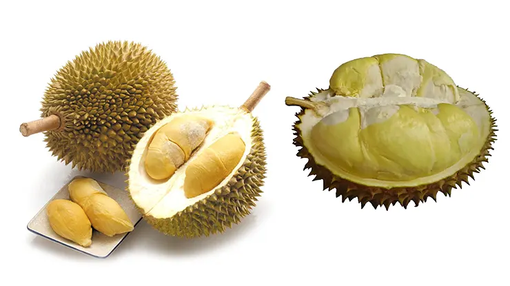 Perbedaan Durian Kani dan Montong