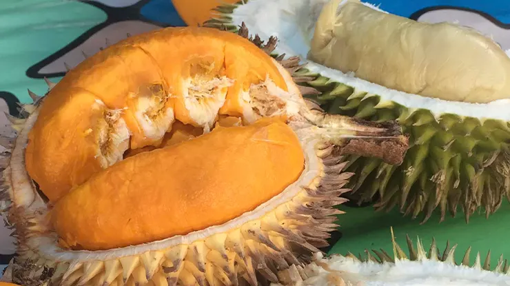 Perbedaan Durian Lai dan Durian Biasa