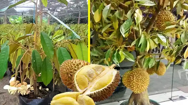 Persiapan Menanam Durian di Pot