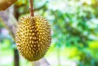Pupuk untuk Durian yang Sedang Berbunga