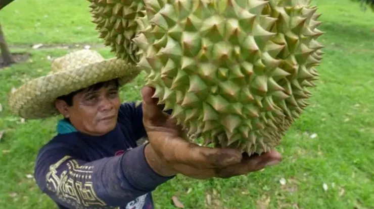Rasa Durian Kanyao