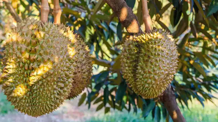 Syarat Memaksa Pohon Durian Cepat Berbuah