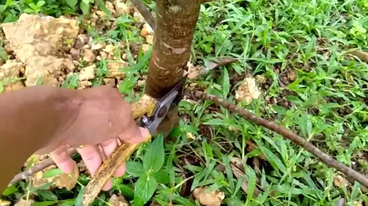 Teknik Pemangkasan Pohon Durian