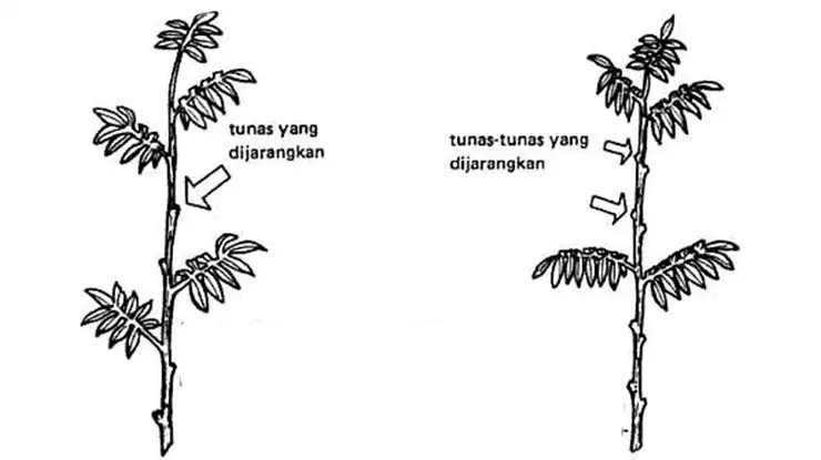 Tips dan Trik untuk Meningkatkan Hasil Pemangkasan Pohon Durian