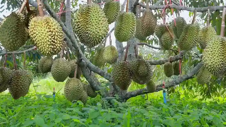 Waktu Pemangkasan Pohon Durian