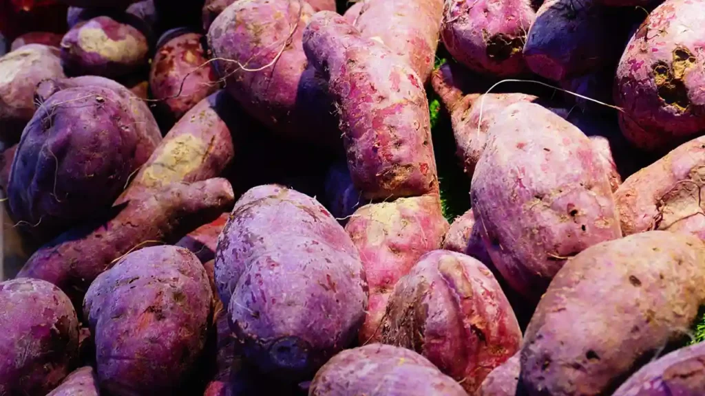 Apa manfaat ubi ungu rebus