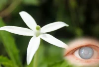 Bahaya Bunga Kitolod untuk Mata