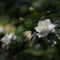 Bunga Gardenia