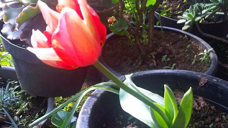 Cara Menanam dan Merawat Bunga Tulip