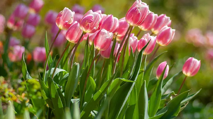 Klasifikasi Bunga Tulip