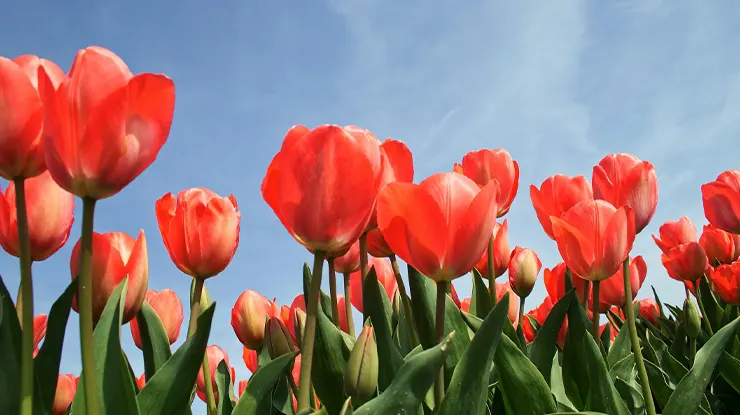 Sejarah Persebaran Bunga Tulip