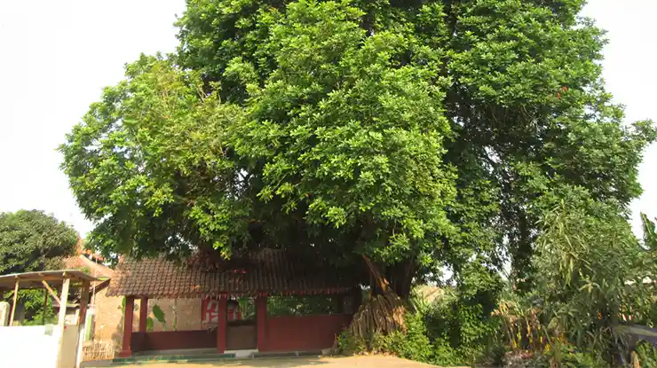 akar pohon matoa bermanfaat untuk lingkungan