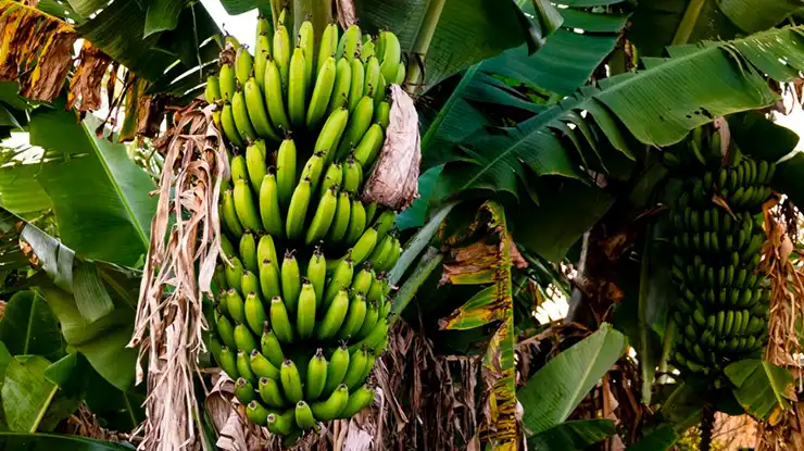 pengaruh pohon pisang berbuah cepat
