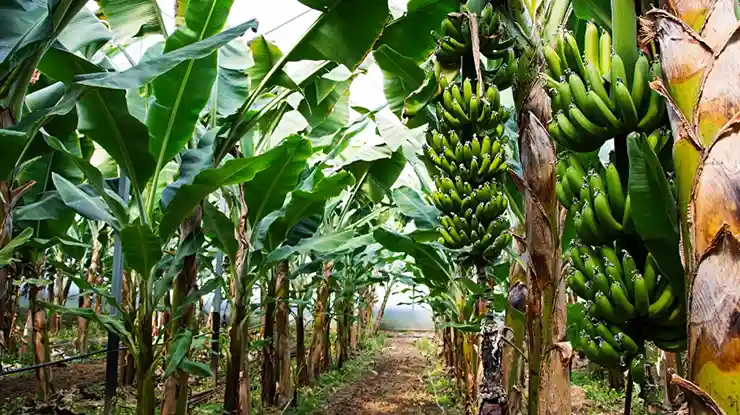waktu berbuah pohon pisang yang dicangkok
